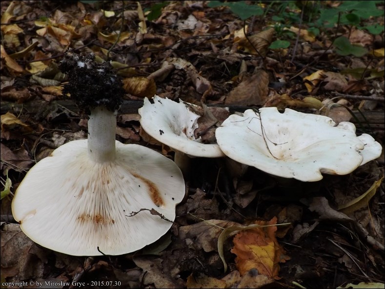 białokrowiak okazały - zdjęcie główne