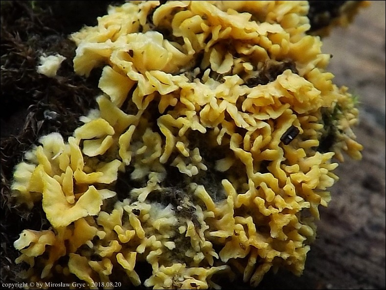 poropłaszczka pomarańczowa - zdjęcie główne