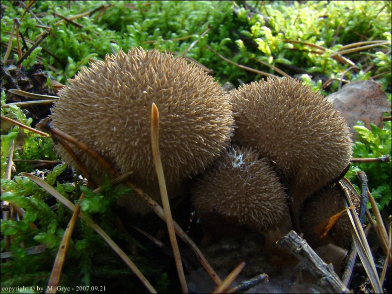 purchawka jeżowata - zdjęcie główne