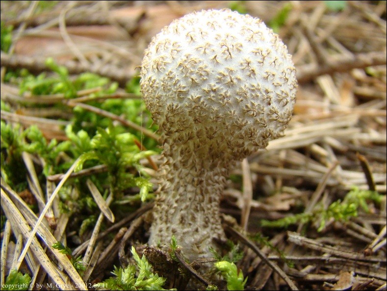 purchawka cuchnąca - zdjęcie główne