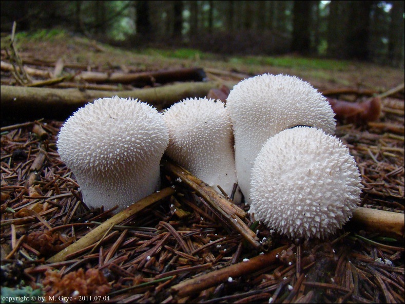 purchawka chropowata - zdjęcie główne