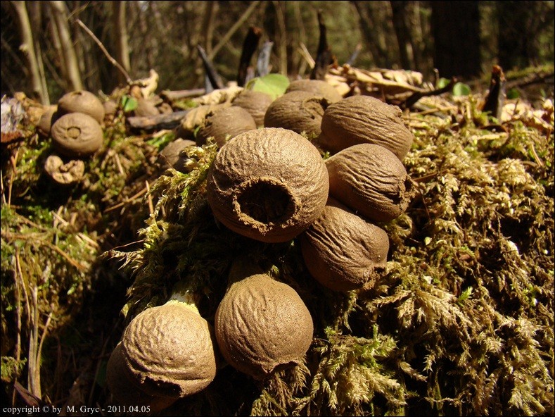 purchawka gruszkowata - zdjęcie główne