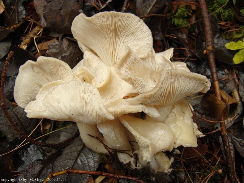 kępkowiec zrosły - zdjęcie główne