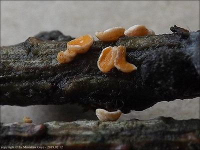 Lachnellula occidentalis