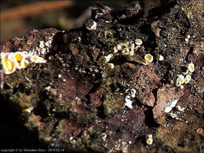 Lachnellula resinariavar. calycina