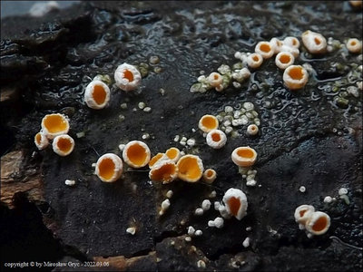 Lachnellula subtilissima