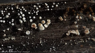 Lachnum sp. (2019.05.05)