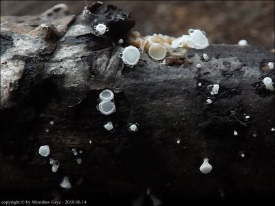 Lachnum brevipilosum