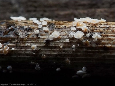 Lachnum controversum