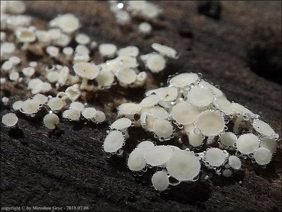 Lachnum subvirgineum