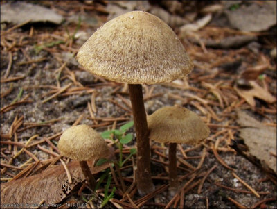 Psathyrella glareosa