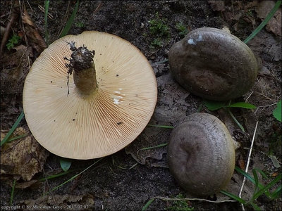 Lactarius circellatus