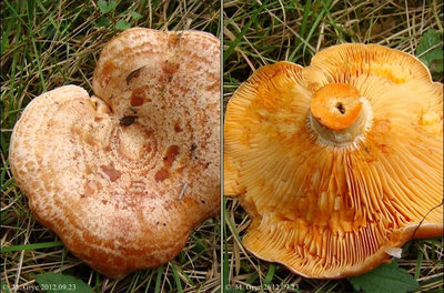 Lactarius deliciosus