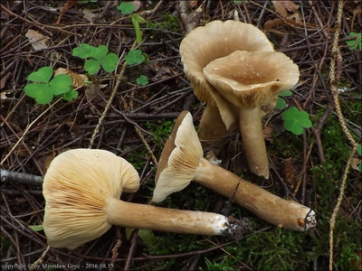 Lactarius fuliginosus
