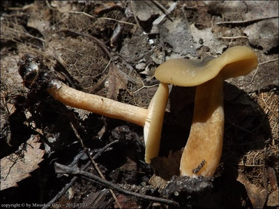 Lactarius obscuratus