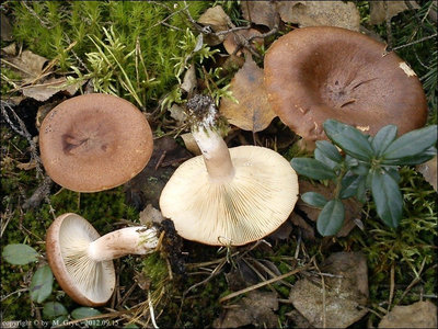 Lactarius rufus