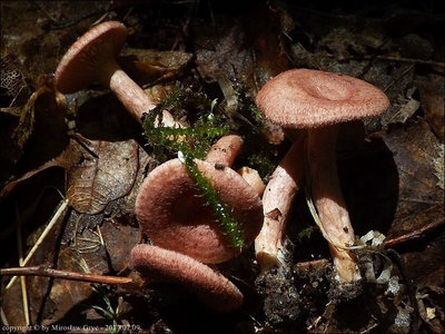 Lactarius spinosulus