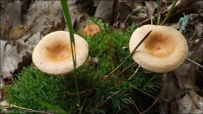 Lactarius tabidus