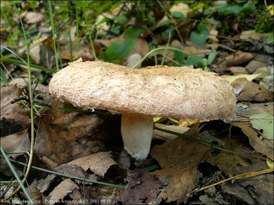 Lactarius torminosus