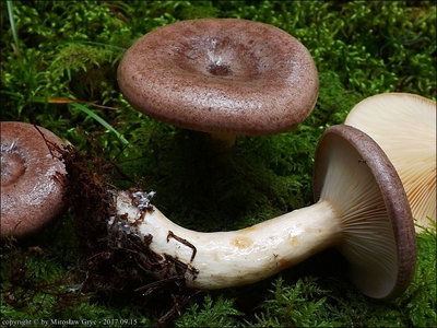 Lactarius trivialis