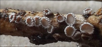 Lasiobelonium sp. (2019.02.18)