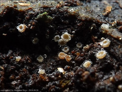 Lasiobelonium corticale