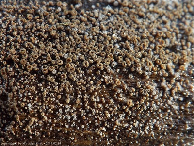 Lasiobelonium lonicerae