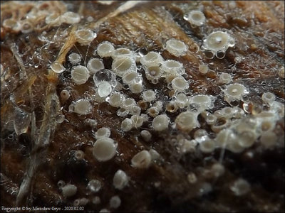 Lasiobelonium populi