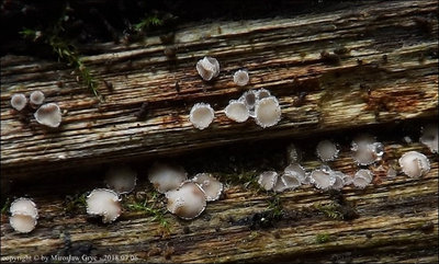 Lasiobelonium variegatum