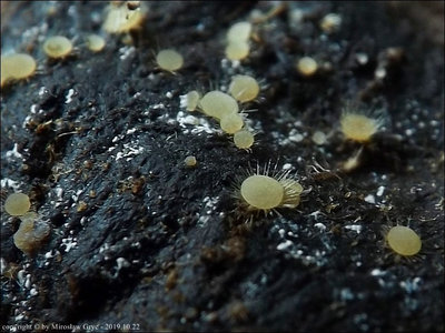 Lasiobolus macrotrichus