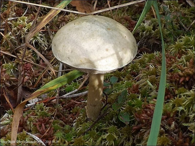 Leccinum holopus