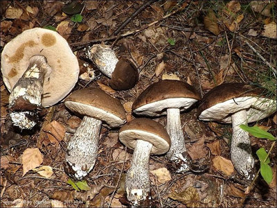 Leccinum melaneum
