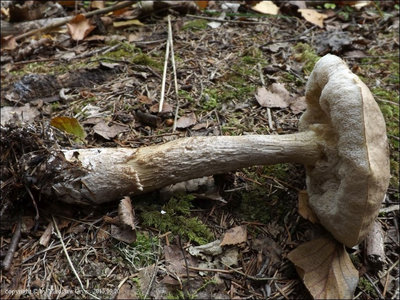 Leccinum schistophilum