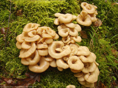 Lentinellus cochleatus