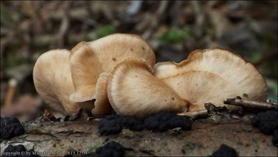 Lentinellus flabelliformis