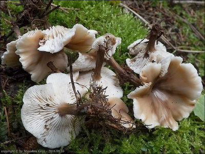 Lentinellus micheneri