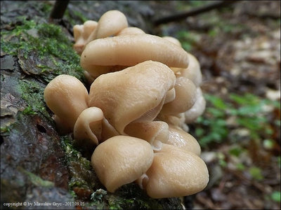 Lentinellus vulpinus