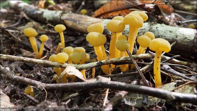 Leotia lubrica