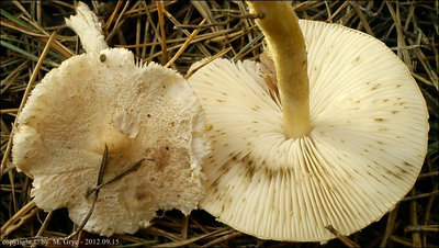 Lepiota alba