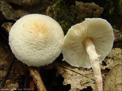 Lepiota apatelia