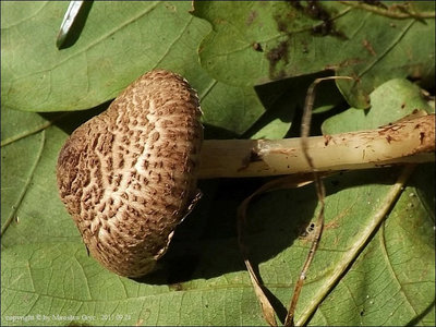Lepiota brunneoincarnata