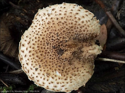 Lepiota carinii