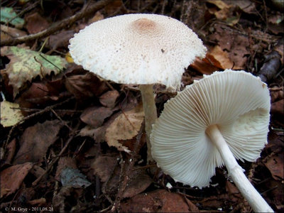 Lepiota clypeolaria