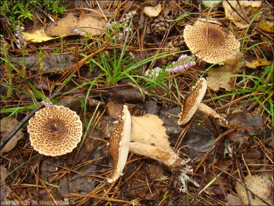 Lepiota cortinarius var. audreae