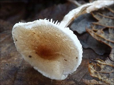 Lepiota coxheadii