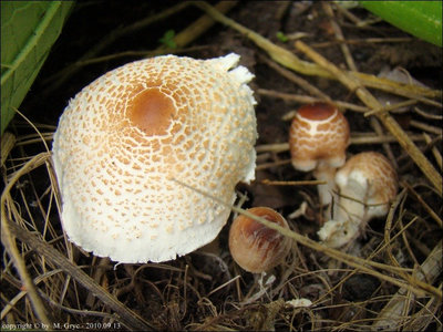 Lepiota cristata