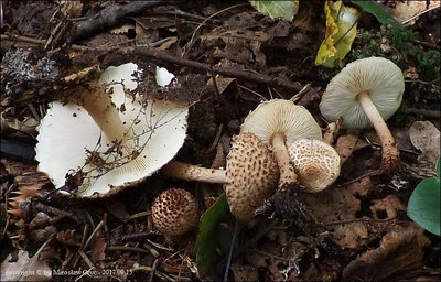 Lepiota echinacea