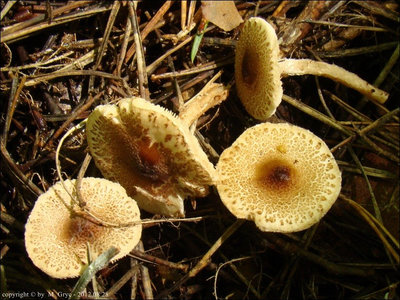Lepiota echinella