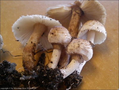 Lepiota lilacea