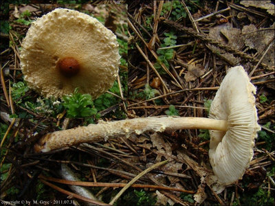 Lepiota magnispora